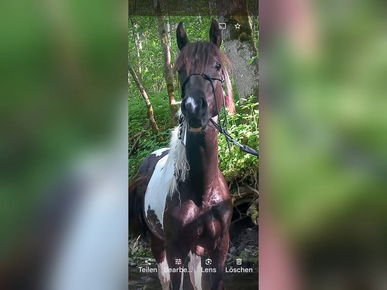 Paint Horse Croisé Jument 4 Ans 154 cm Pinto in Bad Kohlgrub