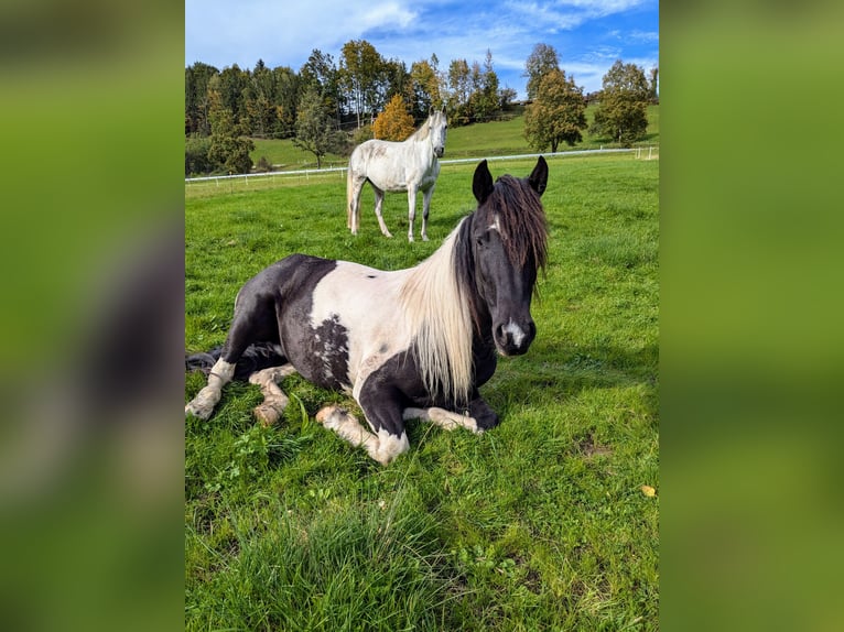 Paint Horse Croisé Jument 4 Ans 154 cm Pinto in Bad Kohlgrub