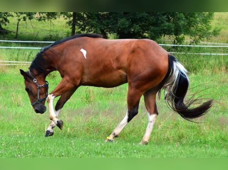 Paint Horse Jument 4 Ans Pinto in Buchbach