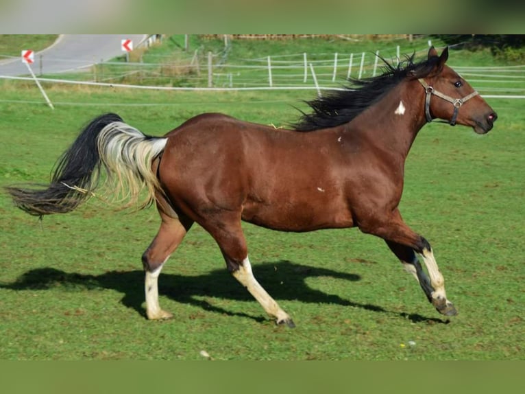 Paint Horse Jument 4 Ans Pinto in Buchbach