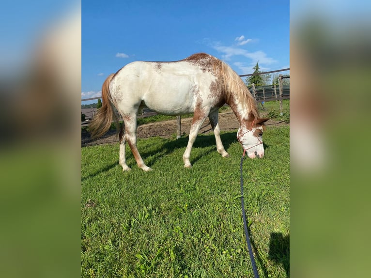 Paint Horse Jument 5 Ans 150 cm Overo-toutes couleurs in Cermenate