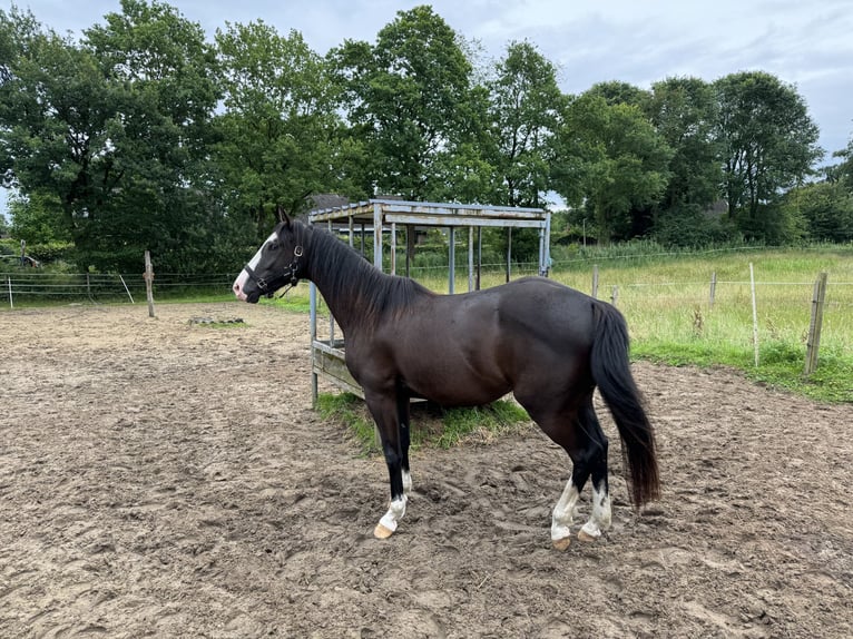 Paint Horse Croisé Jument 5 Ans 151 cm Noir in Bremervörde