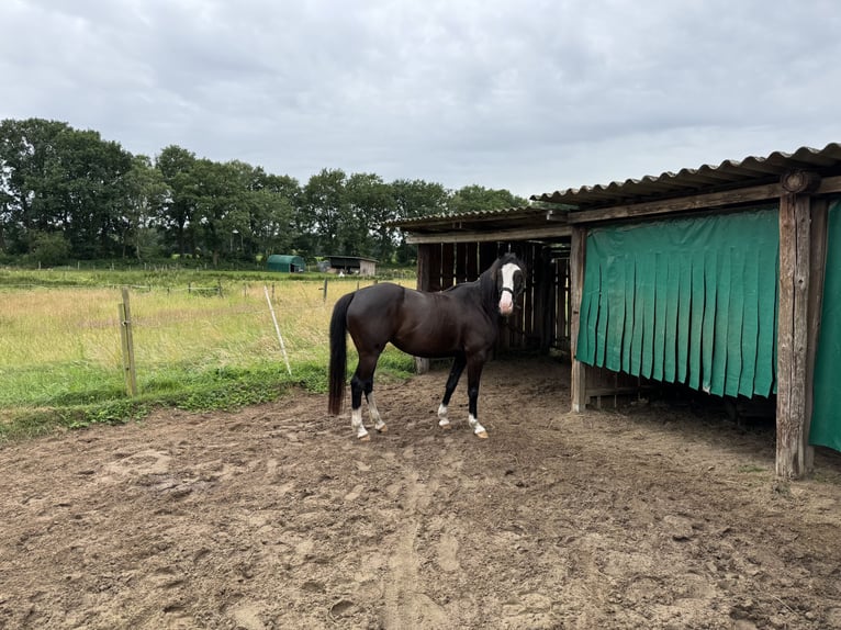 Paint Horse Croisé Jument 5 Ans 151 cm Noir in Bremervörde