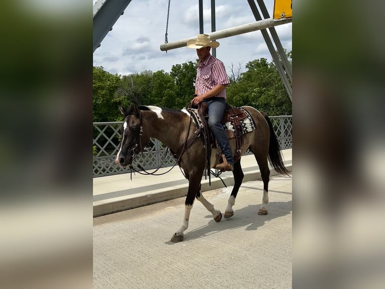 Paint Horse Jument 5 Ans 152 cm Pinto in Cannon Falls