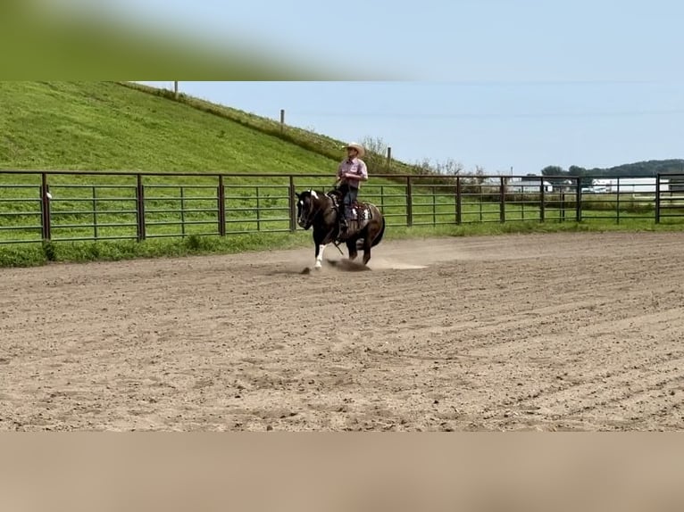 Paint Horse Jument 5 Ans 152 cm Pinto in Cannon Falls