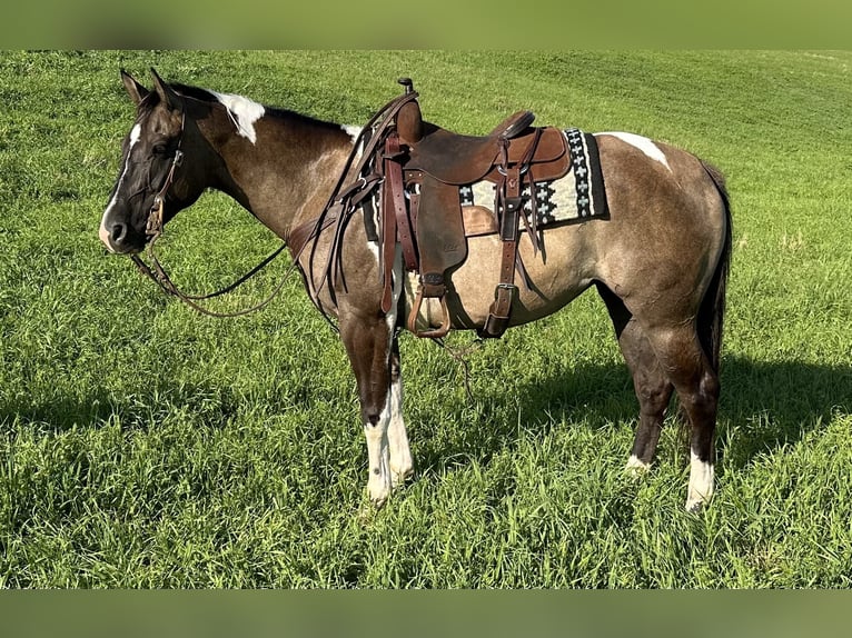 Paint Horse Jument 5 Ans 152 cm Pinto in Cannon Falls