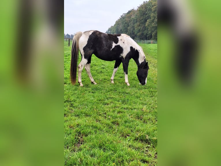 Paint Horse Jument 5 Ans 153 cm in Gavere