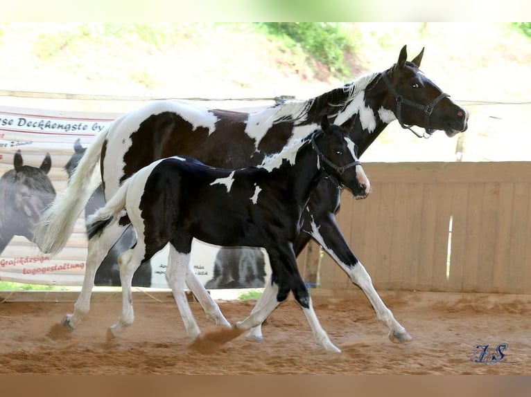 Paint Horse Jument 5 Ans 154 cm Overo-toutes couleurs in Nanzdietschweiler