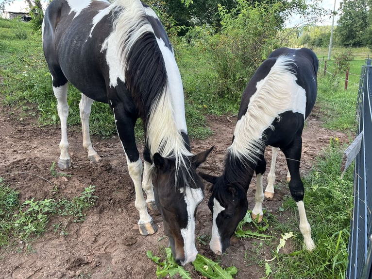 Paint Horse Jument 5 Ans 154 cm Overo-toutes couleurs in Nanzdietschweiler