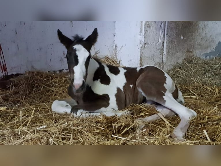 Paint Horse Jument 5 Ans 154 cm Overo-toutes couleurs in Nanzdietschweiler