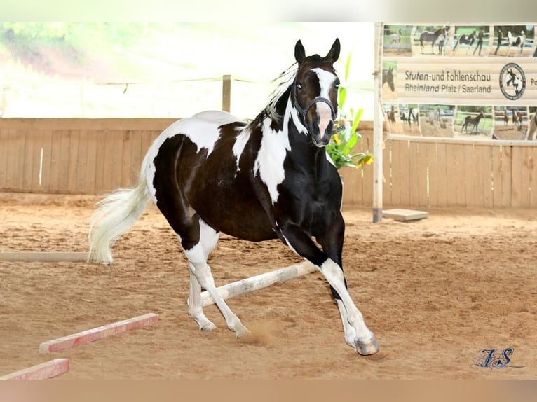 Paint Horse Jument 5 Ans 154 cm Overo-toutes couleurs in Nanzdietschweiler