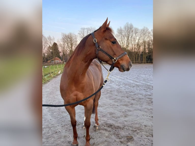 Paint Horse Jument 5 Ans 155 cm Alezan brûlé in Mechelen