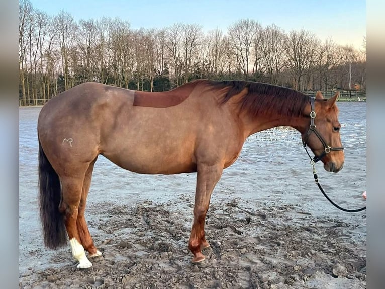 Paint Horse Jument 5 Ans 155 cm Alezan brûlé in Mechelen