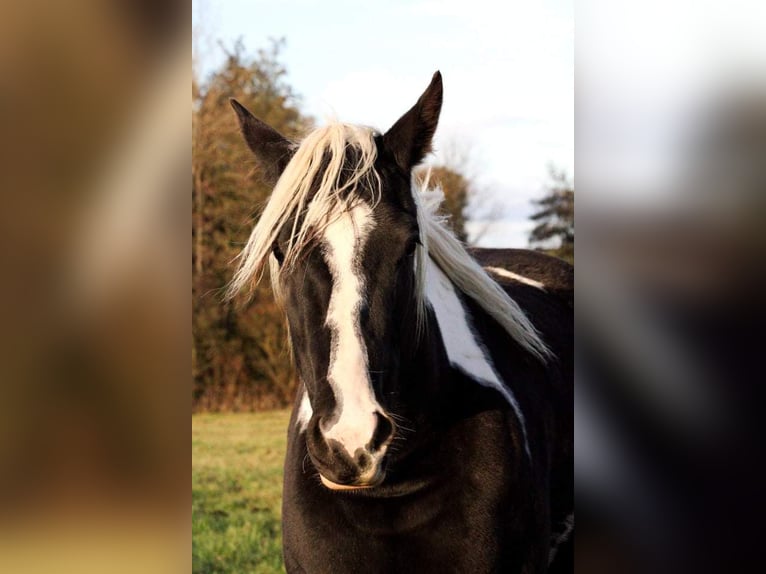 Paint Horse Jument 5 Ans 160 cm Tobiano-toutes couleurs in Saillenard