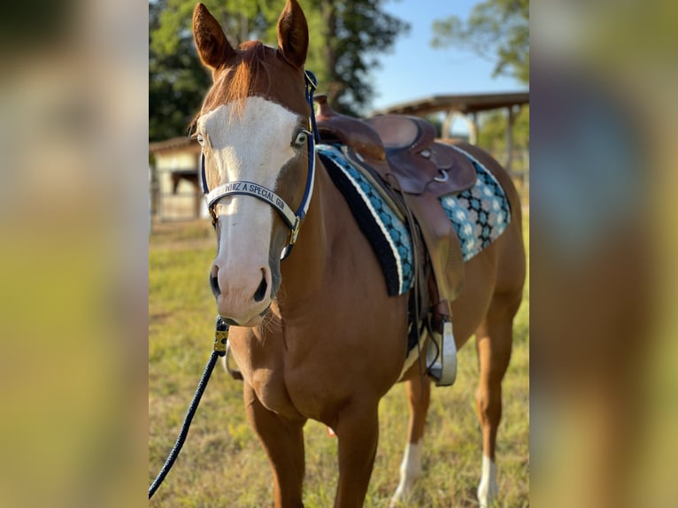 Paint Horse Jument 6 Ans 146 cm Alezan cuivré in Bachenberg