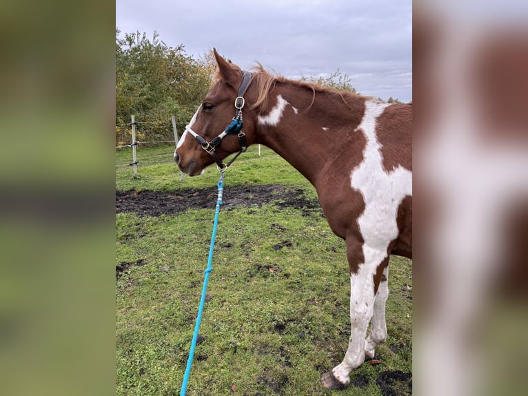 Paint Horse Croisé Jument 6 Ans 146 cm Pinto in Trassenheide