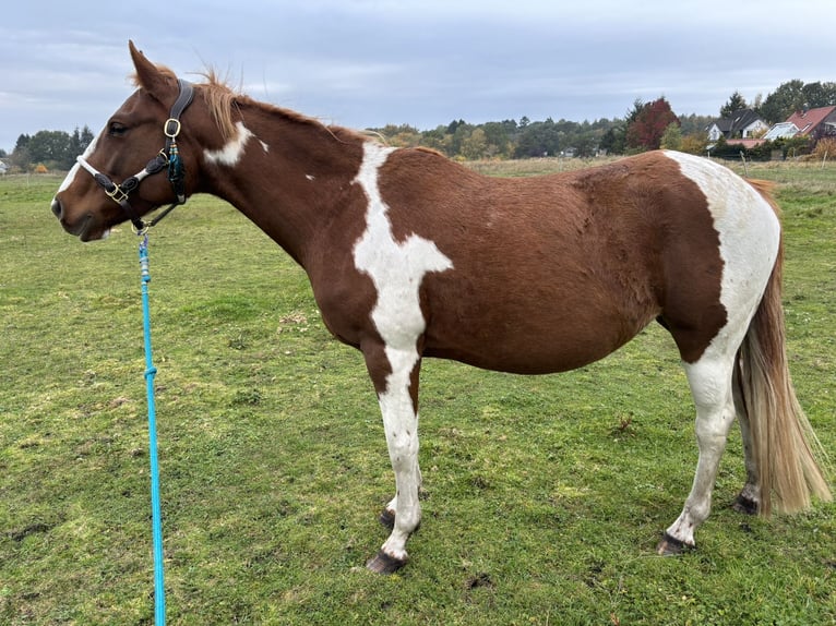 Paint Horse Croisé Jument 6 Ans 146 cm Pinto in Trassenheide