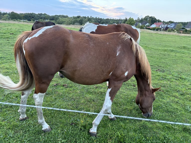 Paint Horse Croisé Jument 6 Ans 146 cm Pinto in Trassenheide