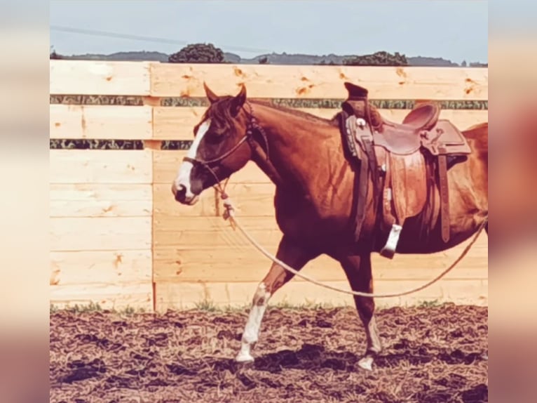 Paint Horse Croisé Jument 6 Ans 147 cm Alezan in Osnabr&#xFC;ck
