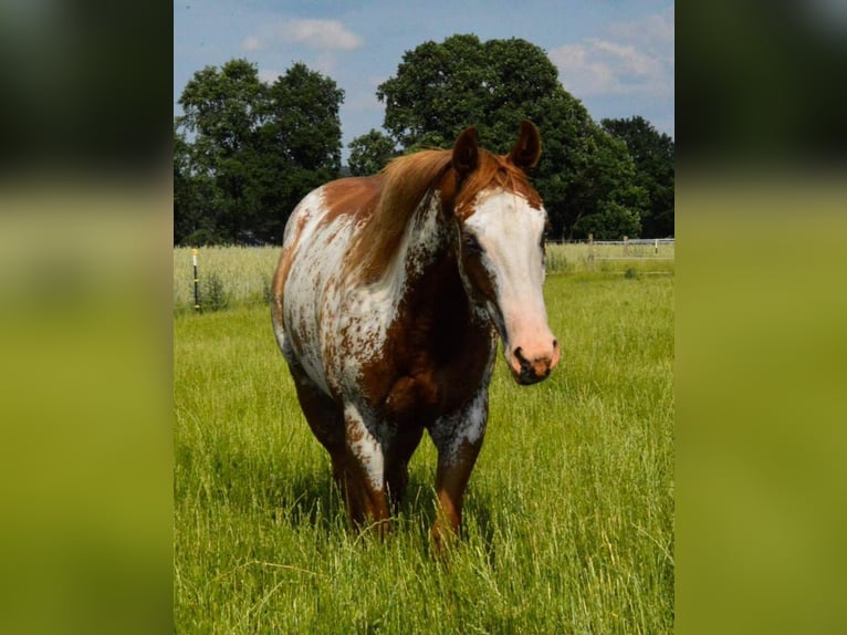 Paint Horse Jument 6 Ans 148 cm Overo-toutes couleurs in Hanstedt