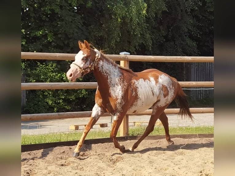 Paint Horse Jument 6 Ans 148 cm Overo-toutes couleurs in Hanstedt