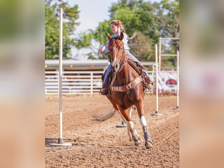 Paint Horse Jument 6 Ans 150 cm Bai cerise in Carthage