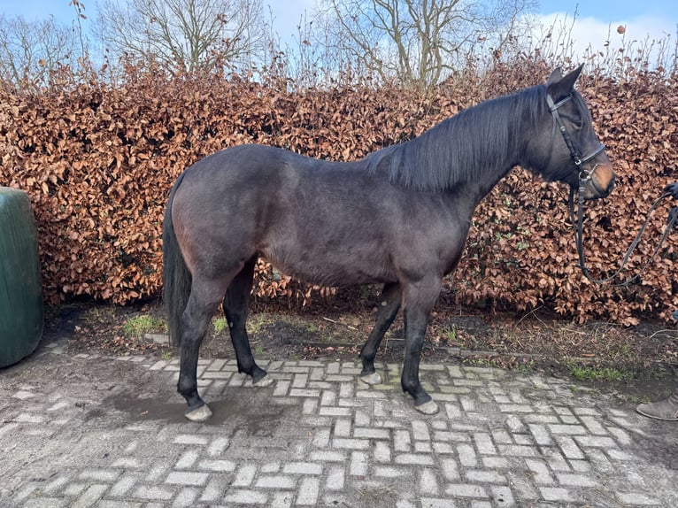 Paint Horse Croisé Jument 6 Ans 150 cm Bai in Eversen