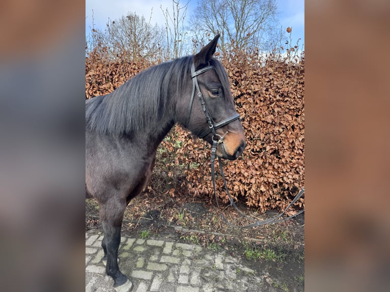 Paint Horse Croisé Jument 6 Ans 150 cm Bai in Eversen