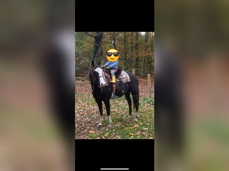Paint Horse Jument 6 Ans 151 cm Overo-toutes couleurs in Werlte