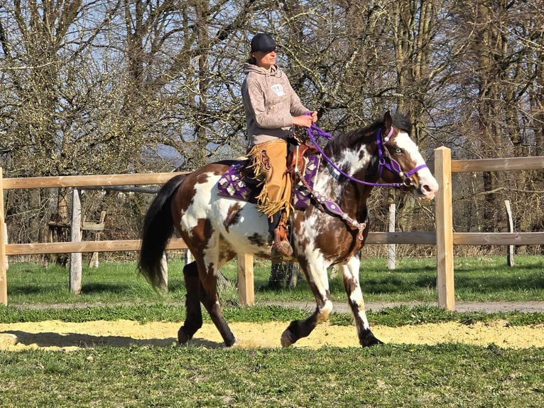 Paint Horse Jument 6 Ans 151 cm Pinto in Linkenbach