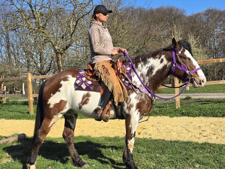 Paint Horse Jument 6 Ans 151 cm Pinto in Linkenbach