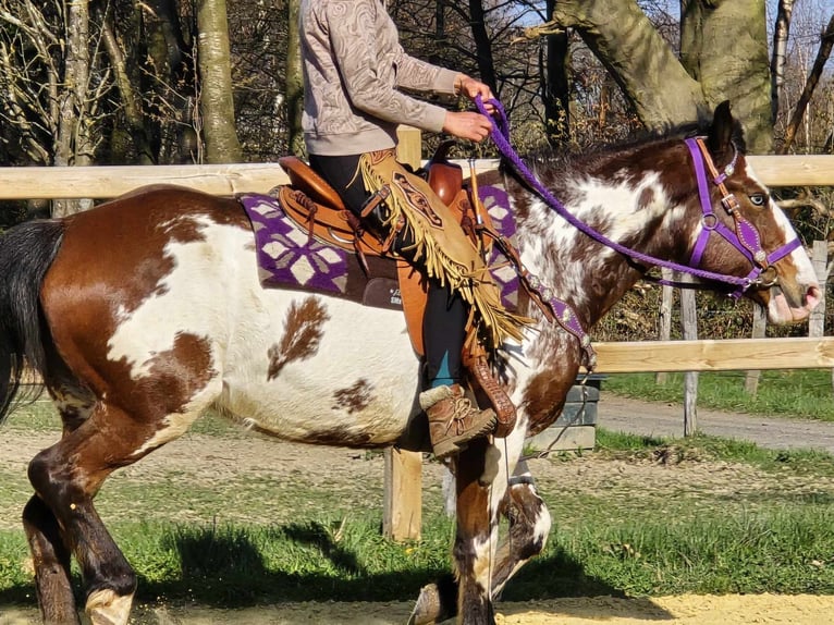 Paint Horse Jument 6 Ans 151 cm Pinto in Linkenbach