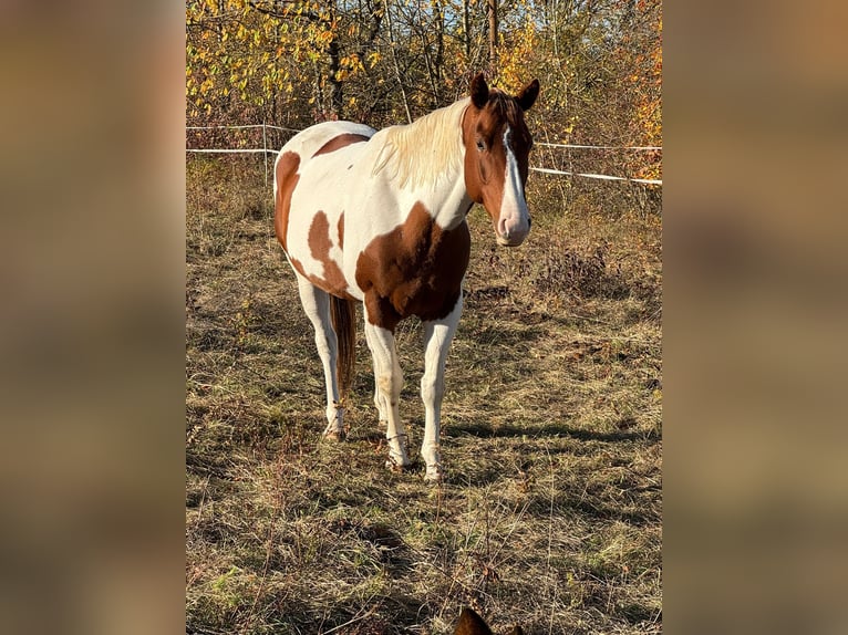 Paint Horse Jument 6 Ans 152 cm Alezan brûlé in Rottleben