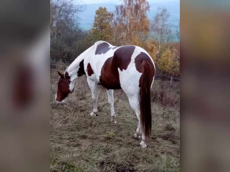 Paint Horse Jument 6 Ans 152 cm Alezan brûlé in Rottleben