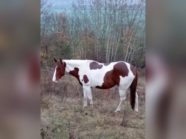 Paint Horse Jument 6 Ans 152 cm Alezan brûlé in Rottleben