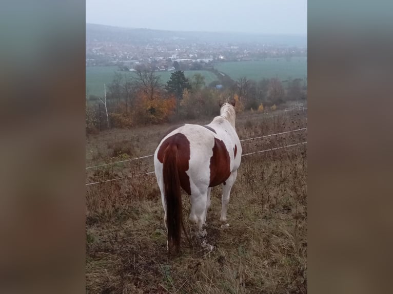 Paint Horse Jument 6 Ans 152 cm Alezan brûlé in Rottleben