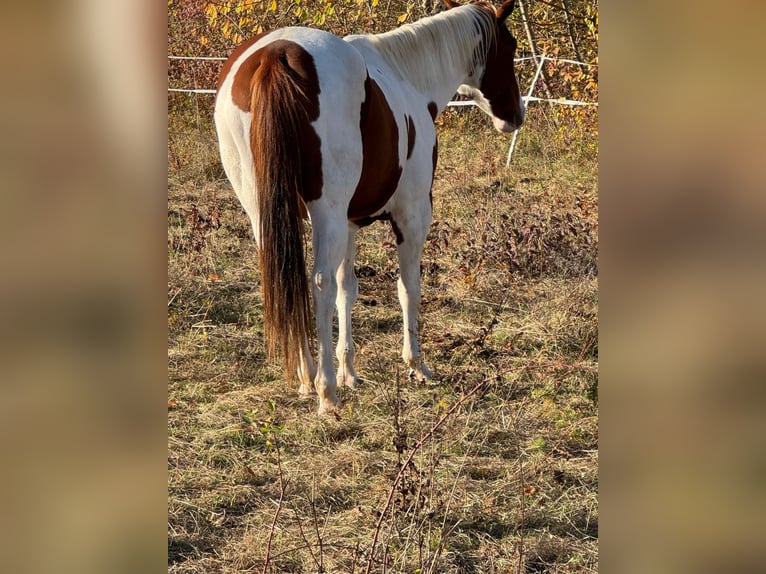 Paint Horse Jument 6 Ans 152 cm Alezan brûlé in Rottleben