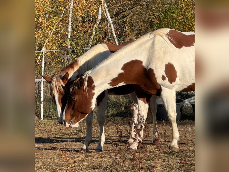 Paint Horse Jument 6 Ans 152 cm Alezan brûlé in Rottleben