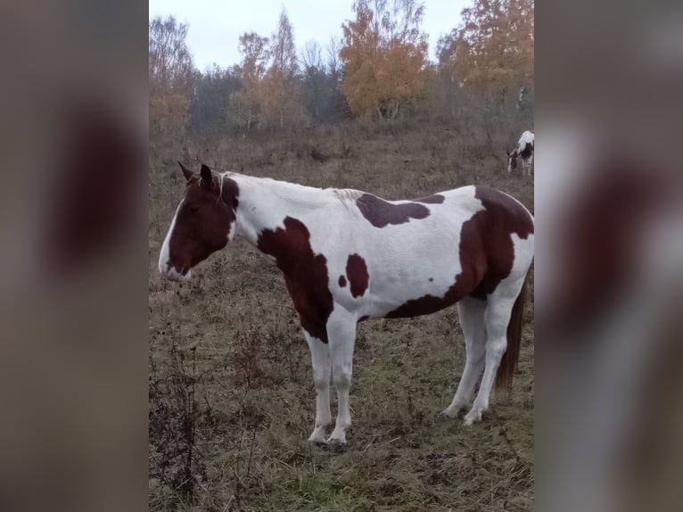 Paint Horse Jument 6 Ans 152 cm Alezan brûlé in Rottleben