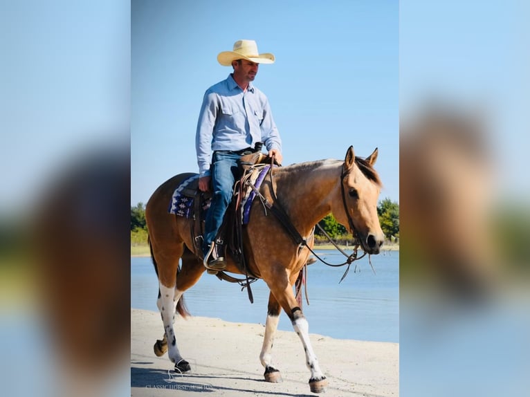 Paint Horse Jument 6 Ans 152 cm Buckskin in Graham,TX