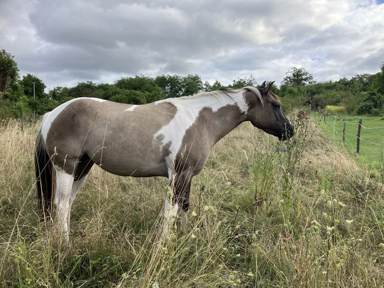 Paint Horse Jument 6 Ans 155 cm Grullo in Znojmo