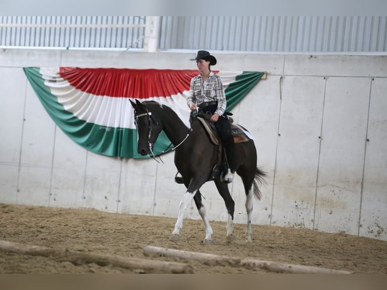 Paint Horse Croisé Jument 6 Ans 165 cm Pinto in Kisk&#xF6;r&#xF6;s