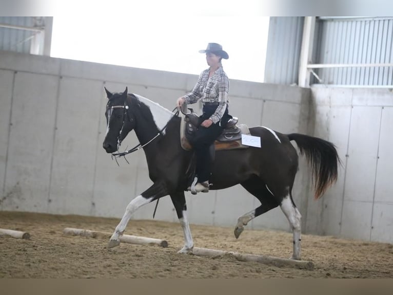 Paint Horse Croisé Jument 6 Ans 165 cm Pinto in Kiskörös