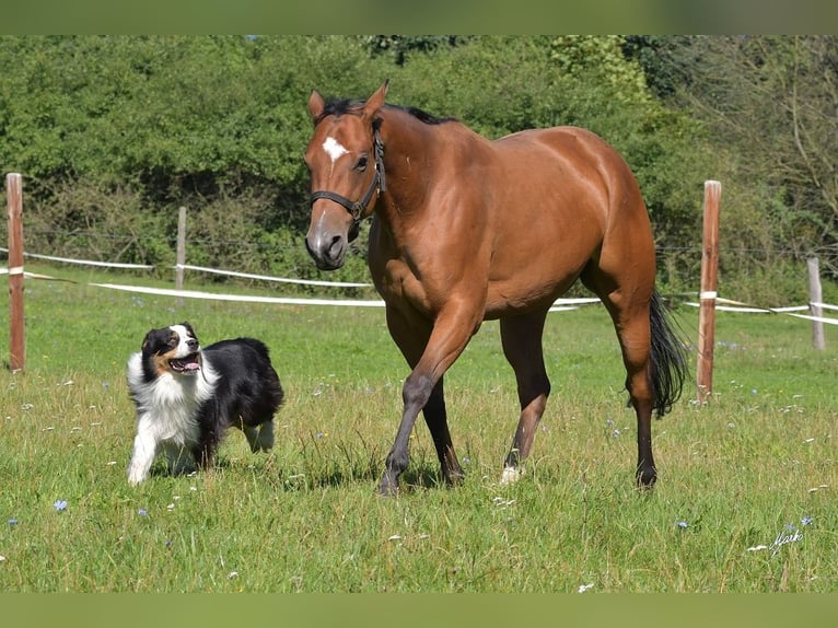 Paint Horse Jument 6 Ans Bai cerise in Pribram