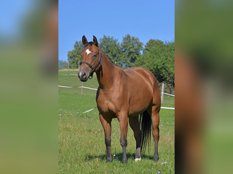 Paint Horse Jument 6 Ans Bai cerise in Pribram