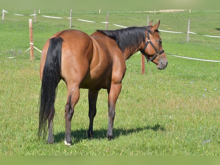 Paint Horse Jument 6 Ans Bai cerise in Pribram