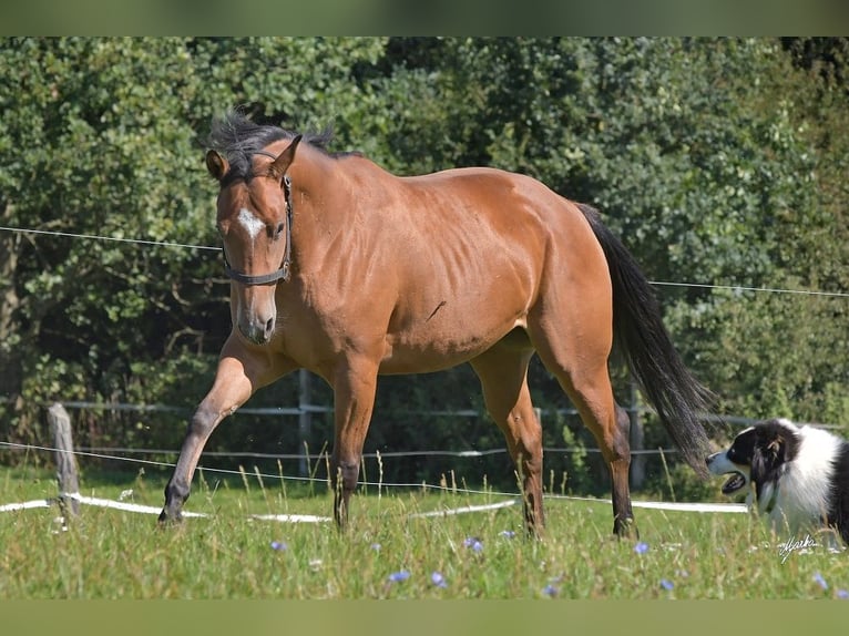 Paint Horse Jument 6 Ans Bai cerise in Pribram