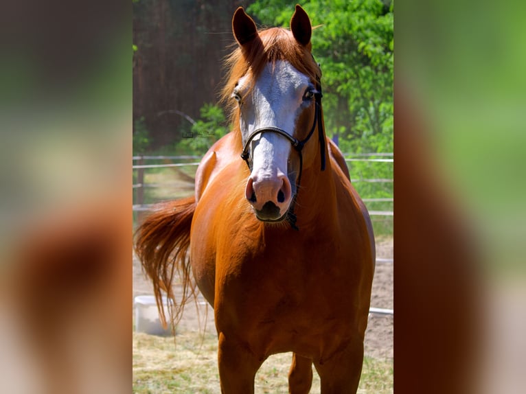 Paint Horse Jument 7 Ans 143 cm Alezan in Treuenbrietzen