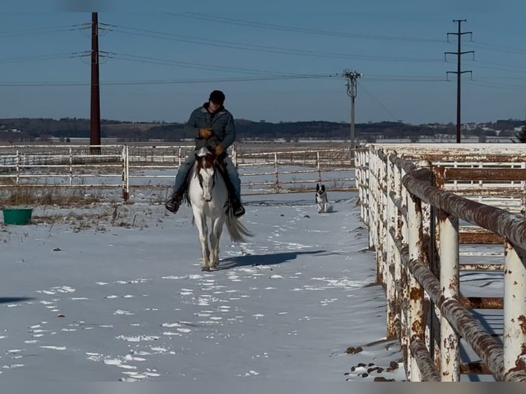 Paint Horse Jument 7 Ans 147 cm Tobiano-toutes couleurs in Cannon Falls, MN