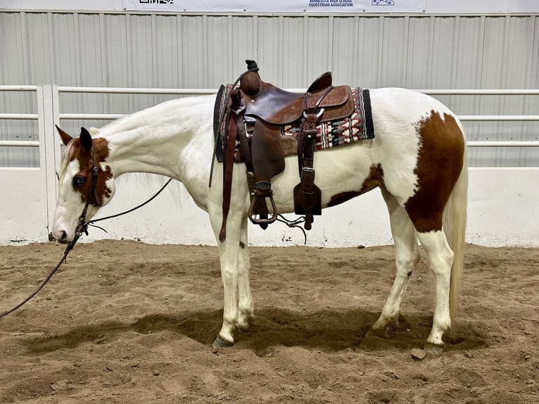 Paint Horse Jument 7 Ans 147 cm Tobiano-toutes couleurs in Cannon Falls, MN